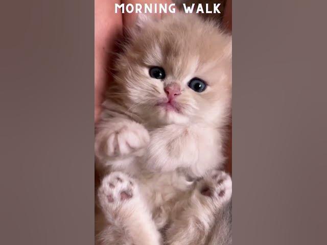 Video thumbnail for Funny Morning Walk by Kitten | #morning #cat #youtubeshorts #shorts