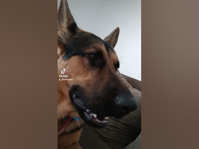 Video thumbnail for Gsd 101 2023 09 07 104340706