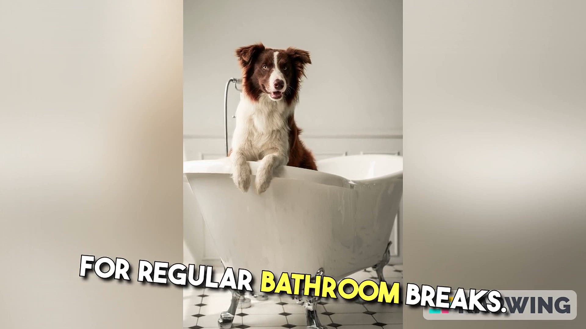 Video thumbnail for How to potty train a puppy in an Apartment