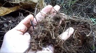 'Video thumbnail for Making compost in cement bags/ How to make compost of weeds grown in your garden.'