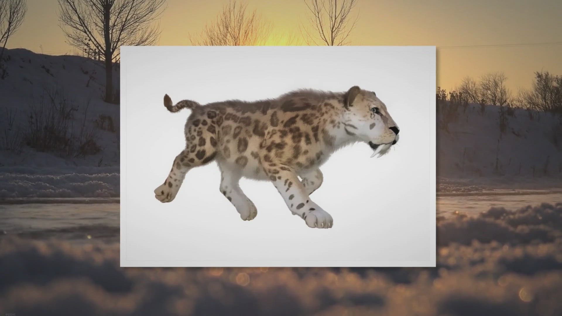 Video thumbnail for Sabertooth Tiger Extinction: How, When, and Why They Died