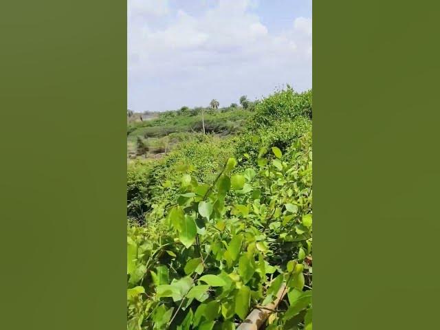 Video thumbnail for waterfall #viral #shorts #nature