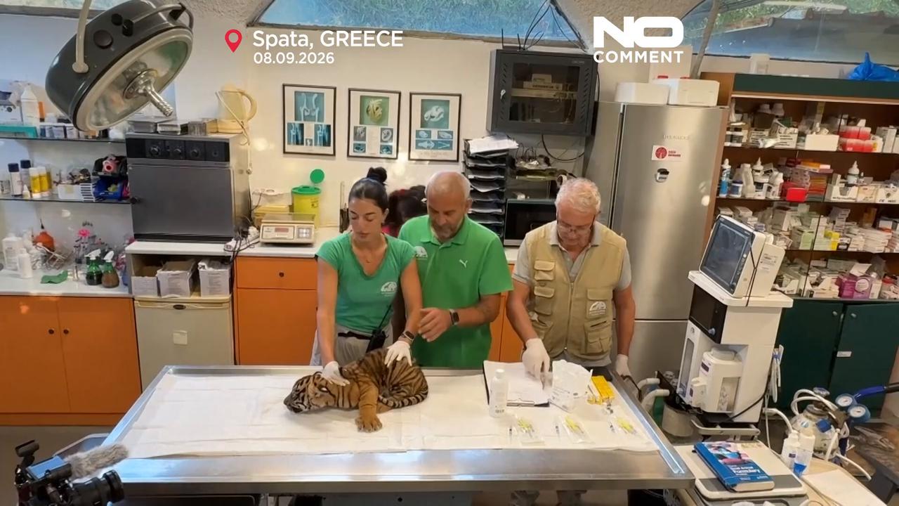 Video thumbnail for Sumatran tiger cubs receive first health checks at Greek zoo