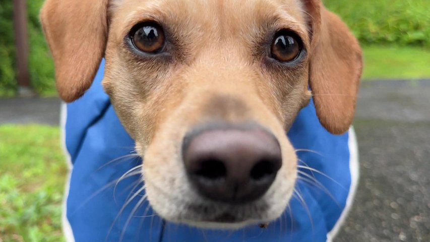 Video thumbnail for ‘Really a miracle.’ Torrington dog making full recovery weeks after bear attack