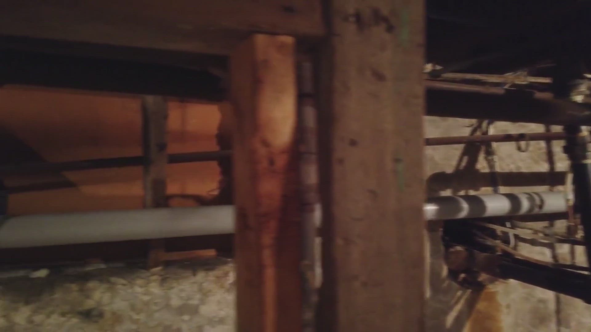 'Video thumbnail for How to Get Rid of Silverfish Infestation'