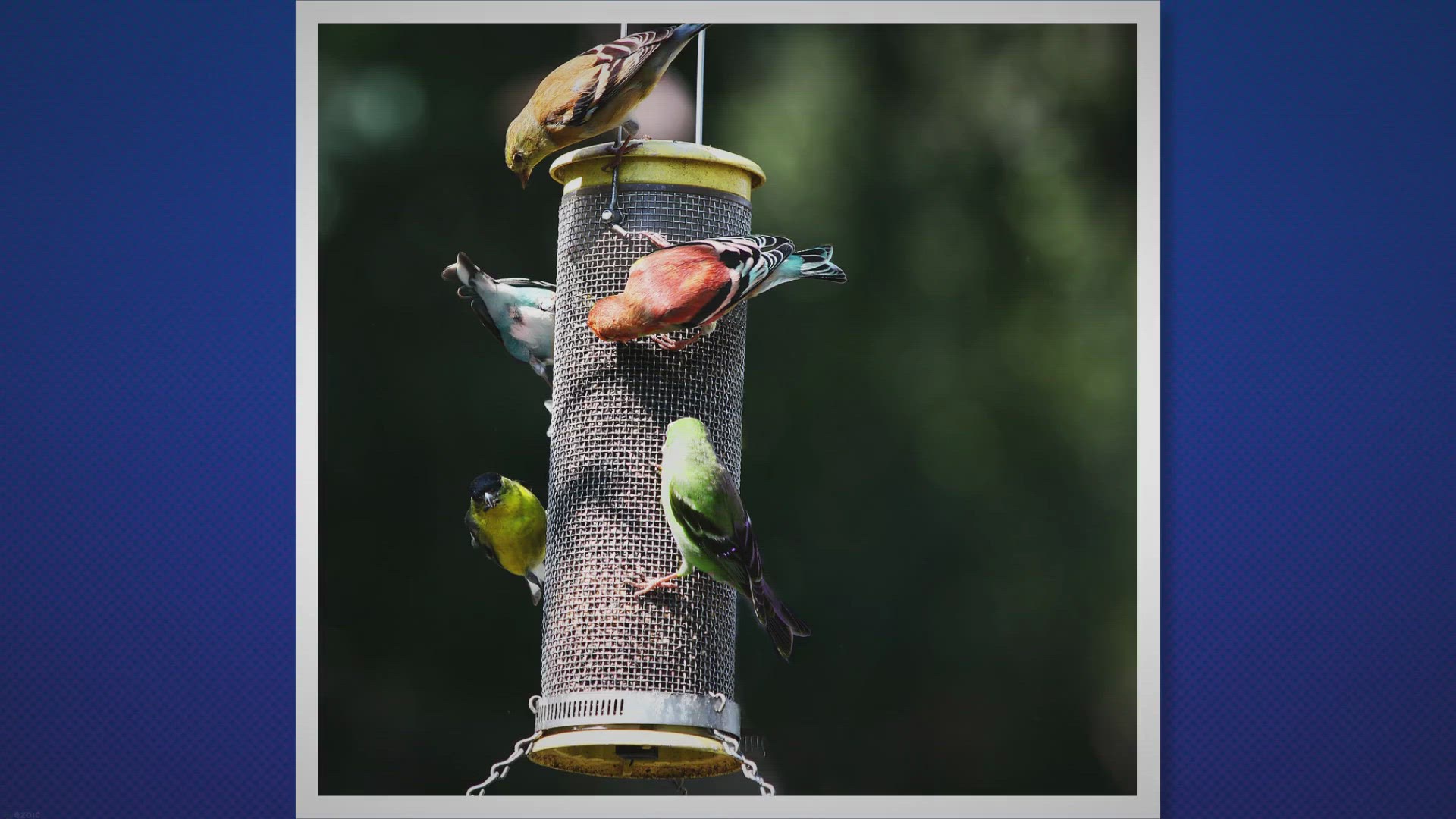 Video thumbnail for Discover the Enchanting World of Backyard Birds