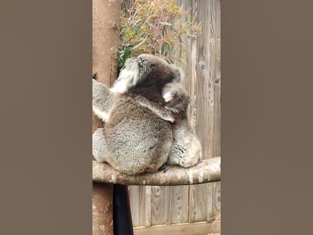 Video thumbnail for Baby koala with mother on a tree #zoo