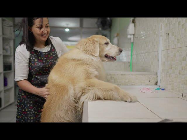 Video thumbnail for Elevate Your Grooming Game: The Transformative Power Of Hydraulic Lift Dog Grooming Tables