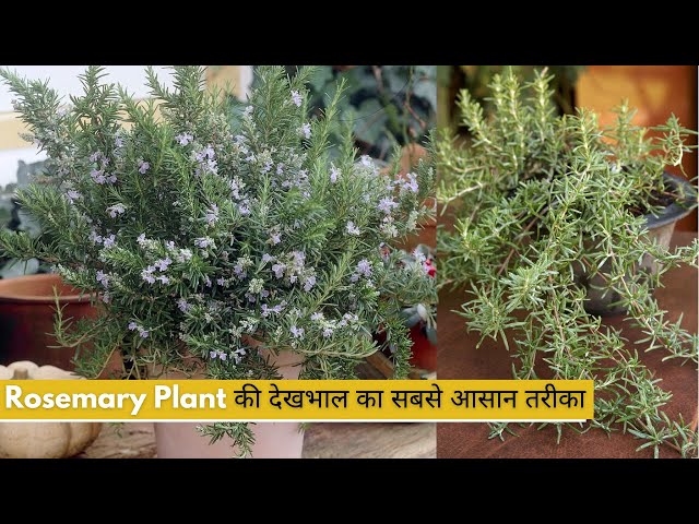 Video thumbnail for Rosemary Plant की देखभाल का सबसे आसान तरीका  | Rosemary ko Garmi Mein Kaise Rakhein Healthy