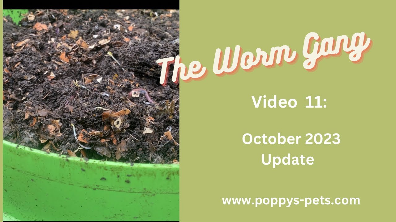 'Video thumbnail for Video 11:  October Update - See Visibly How Much Food Waste Has Converting to Castings'