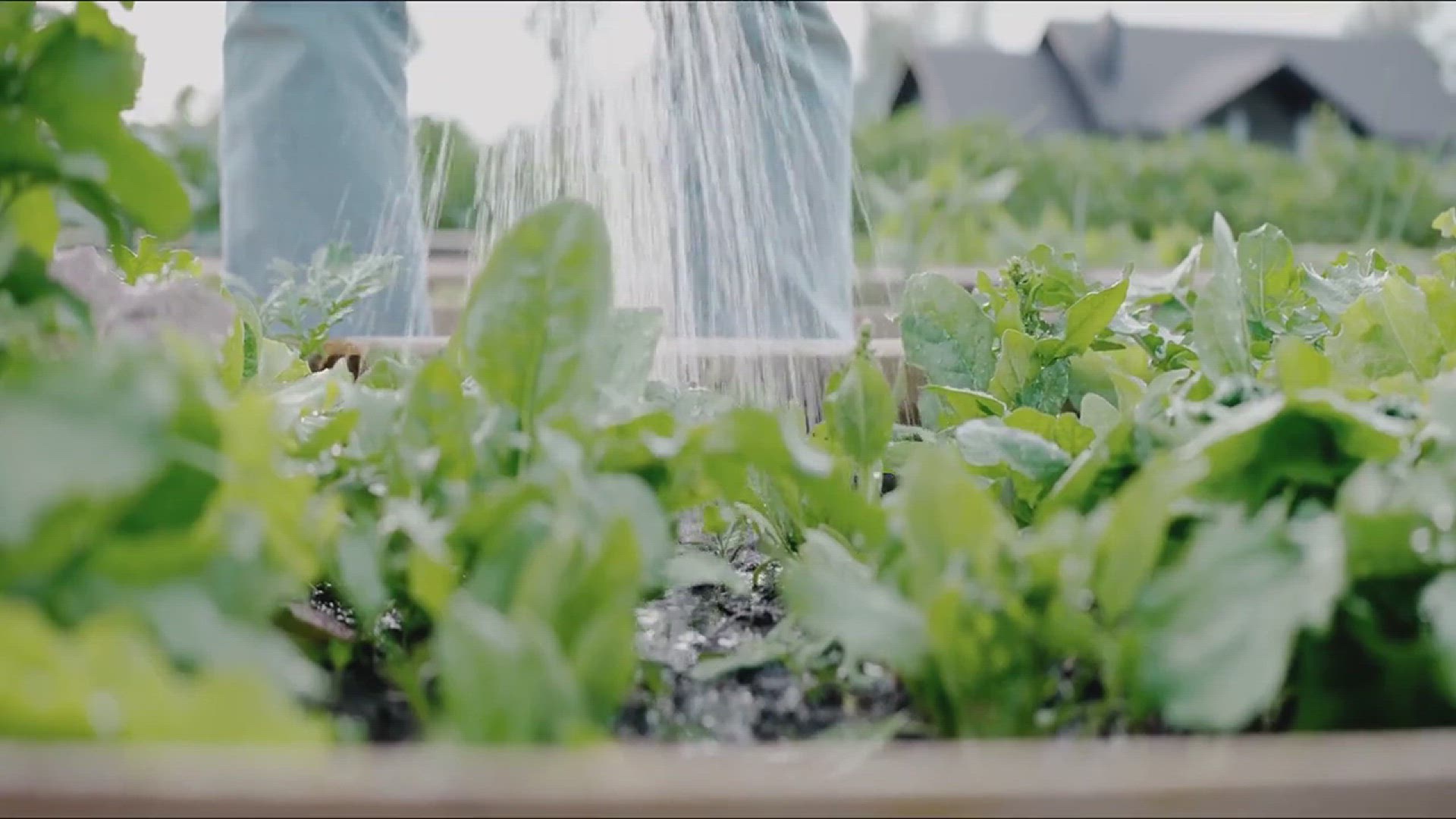 'Video thumbnail for How to Use Vinegar to Boost Plant Health'