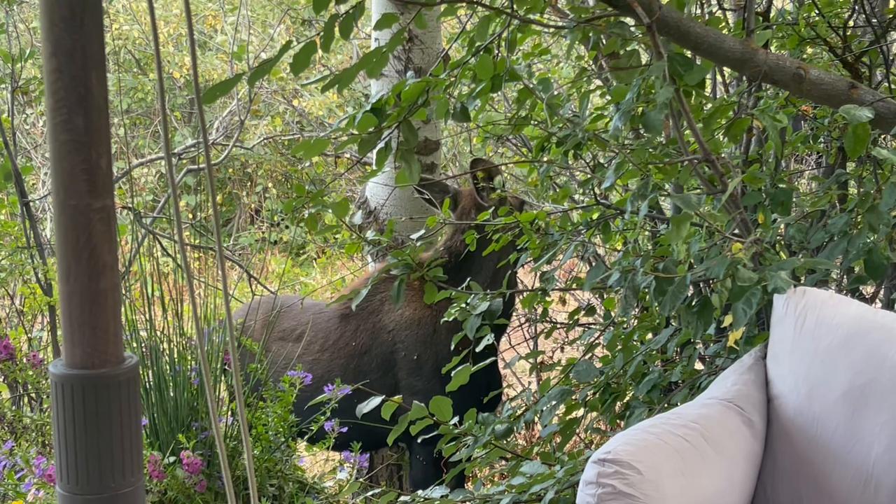 Video thumbnail for Two Moose Wander Through Backyard Garden