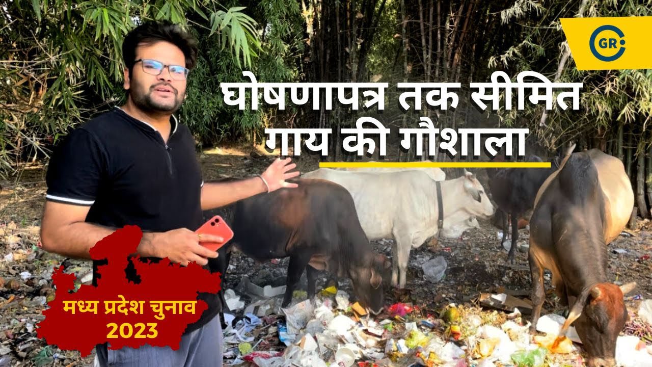 Video thumbnail for Ground Report on Cow Shelters in Madhya Pradesh | Election Promises | MP Elections | Bhopal - Sehore