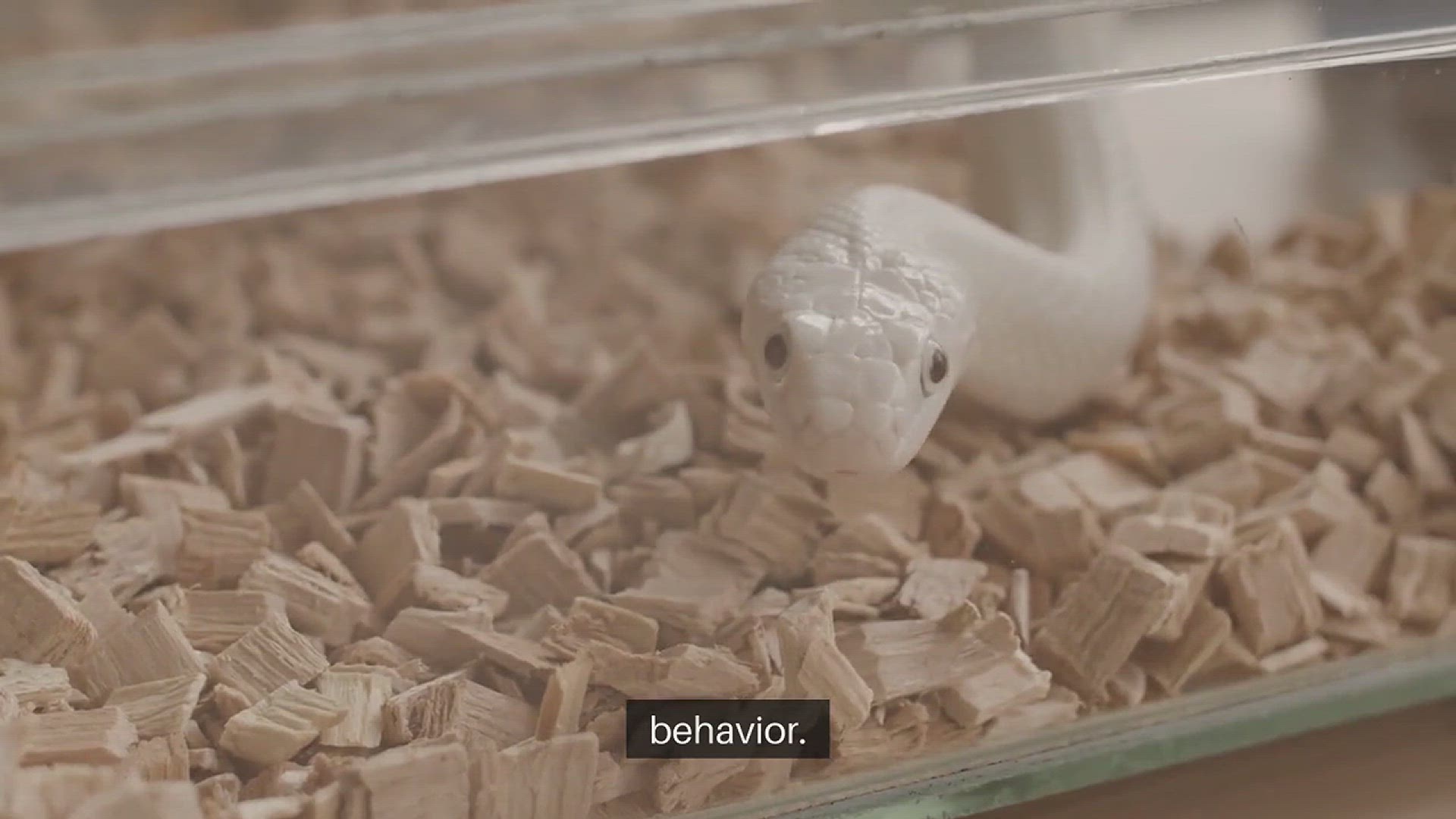 Video thumbnail for Pocket Pets Care Tips for Gerbils and Mice