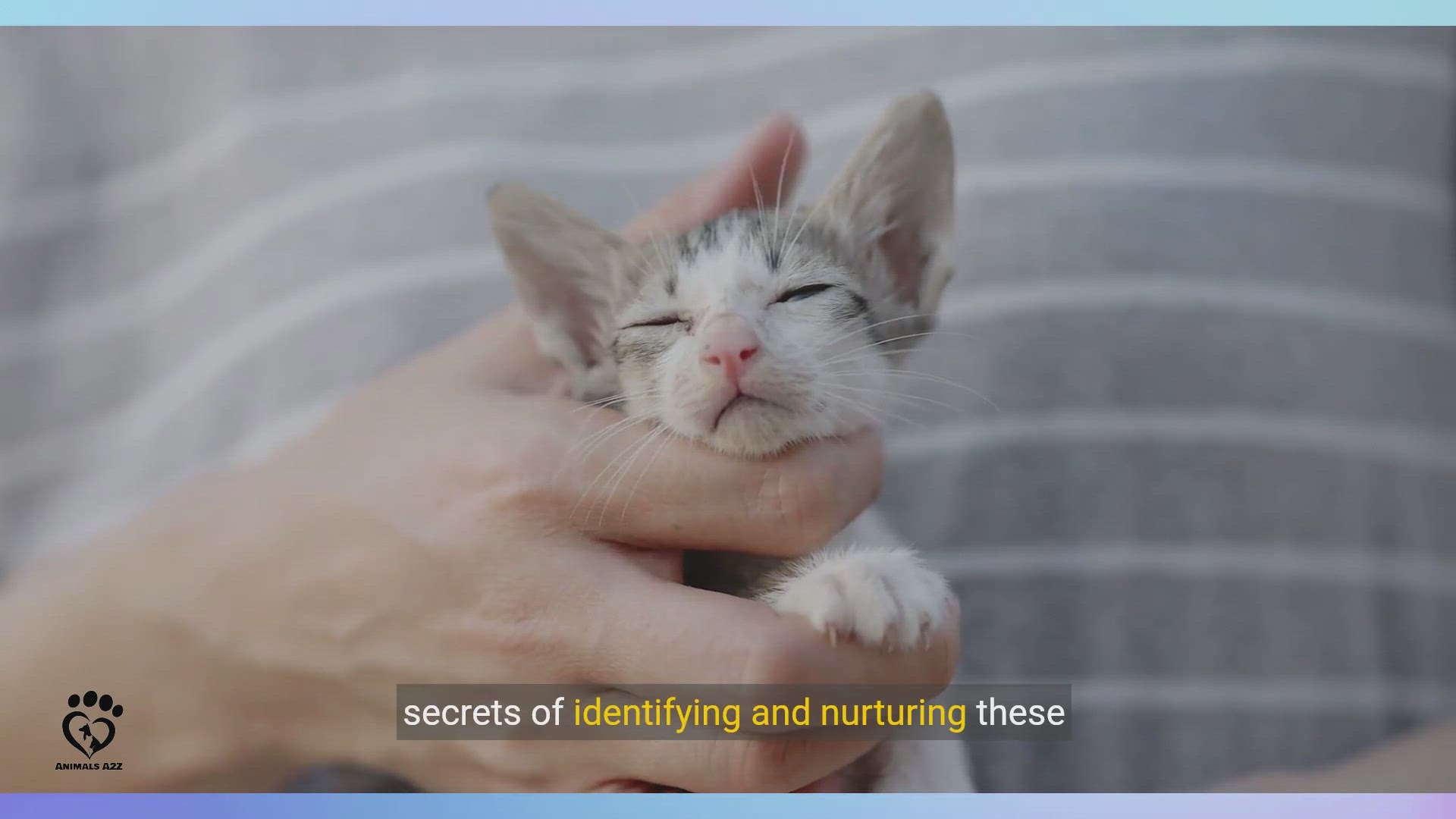 Video thumbnail for The Ultimate Guide to Maine Coon Kittens_ Traits and Care (1)