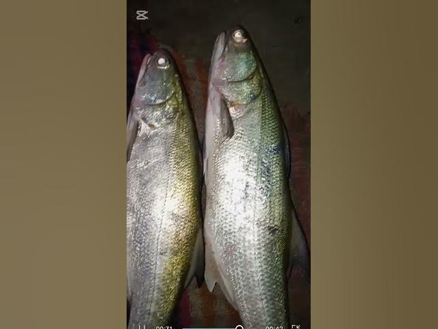 Video thumbnail for hamaliya best fishing report 🐠🐟 #fishing #music