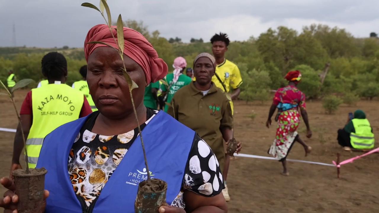 Video thumbnail for Kenya: Thousands of mangrove saplings planted in Kenya’s Mombasa on World Mangrove Day.