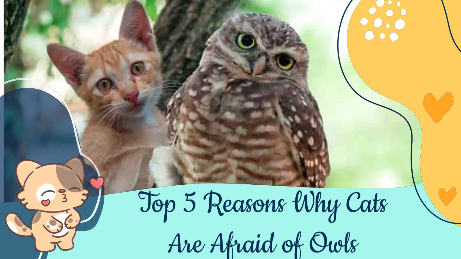 Video thumbnail for Are Cats Afraid Of Owls - Top Reasons Here