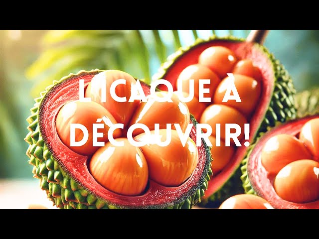Video thumbnail for L'Icaque : Un Joyau Tropical Encore Inexploré !