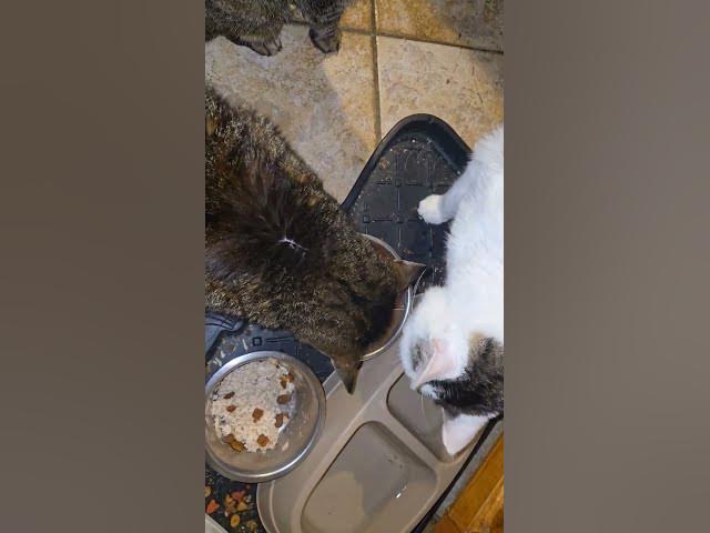 Video thumbnail for my cats are so dramatic 😭