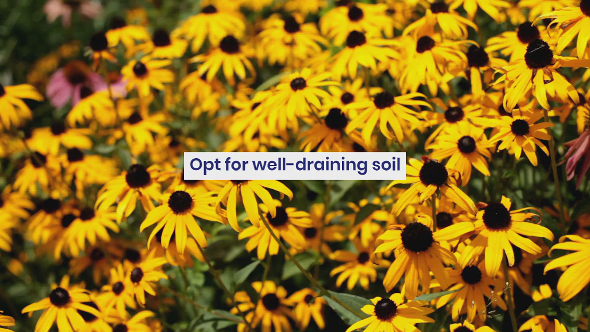 'Video thumbnail for How to Grow Echinacea in Your Garden'