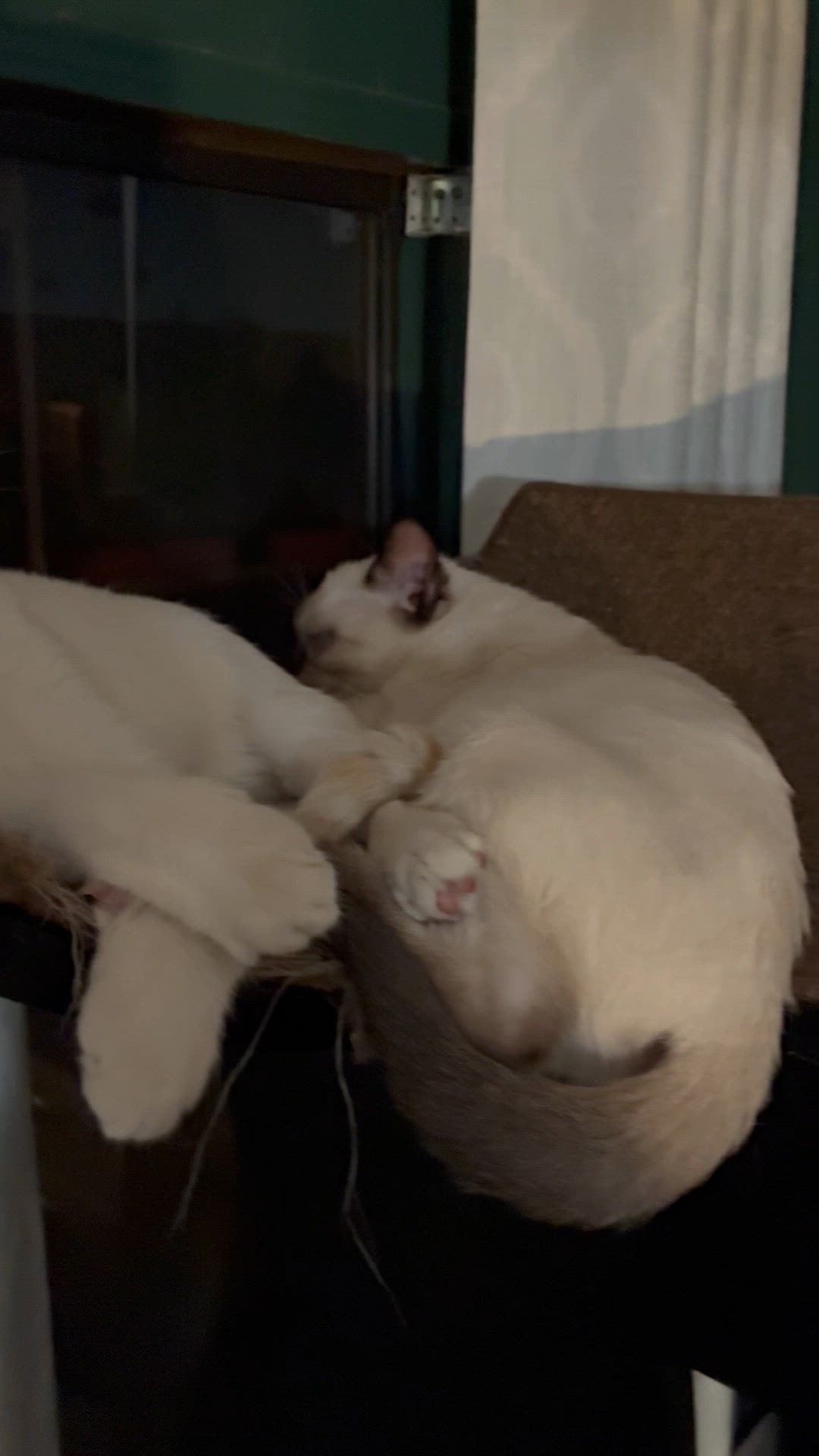 Video thumbnail for Sparky and Tulip