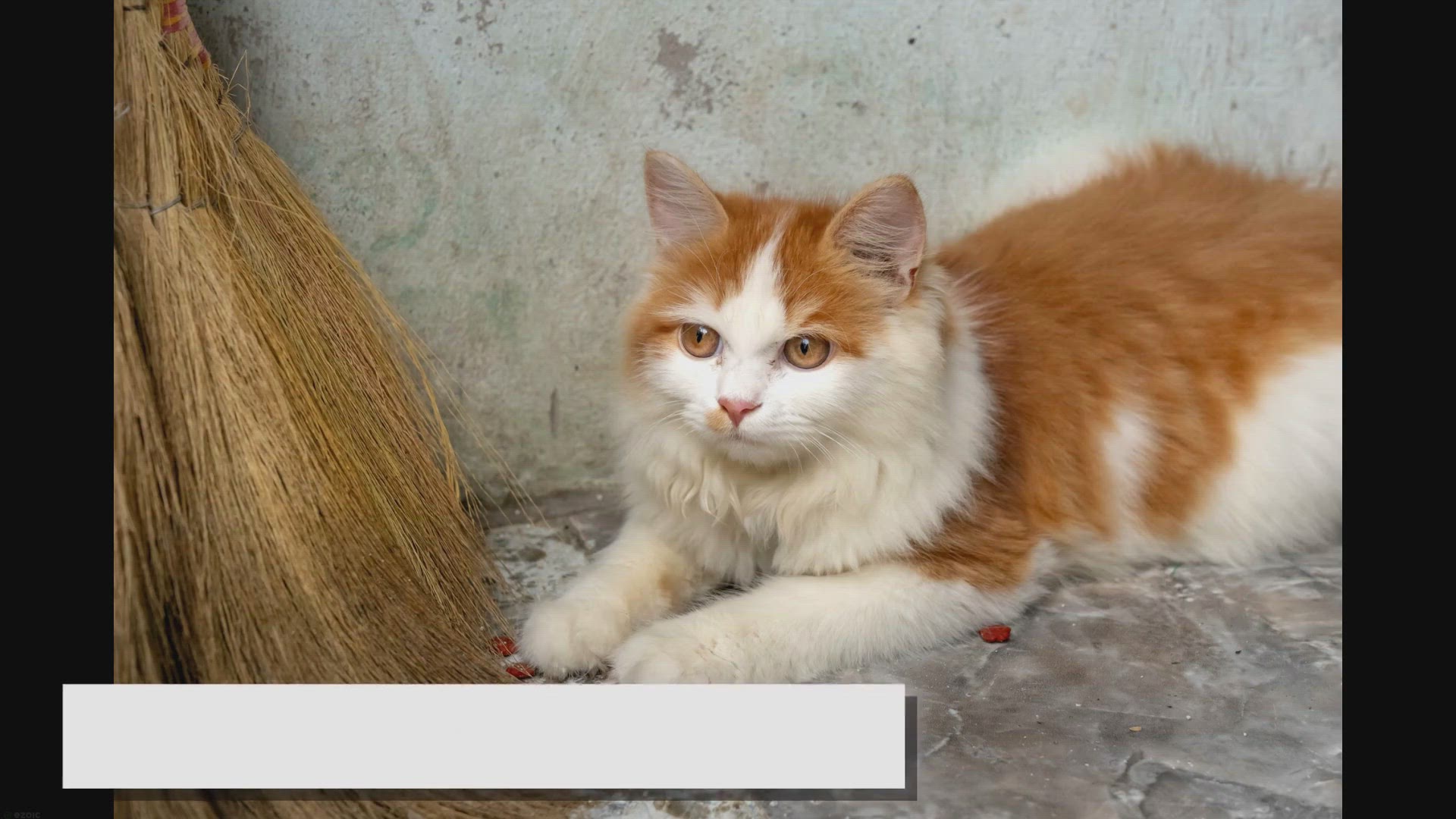 'Video thumbnail for Himalayan vs Ragdoll Face-Off: Who Comes Out on Top?'