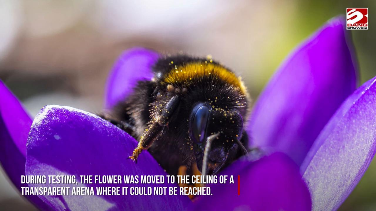 Video thumbnail for Bumble bees are the brainiest insects.