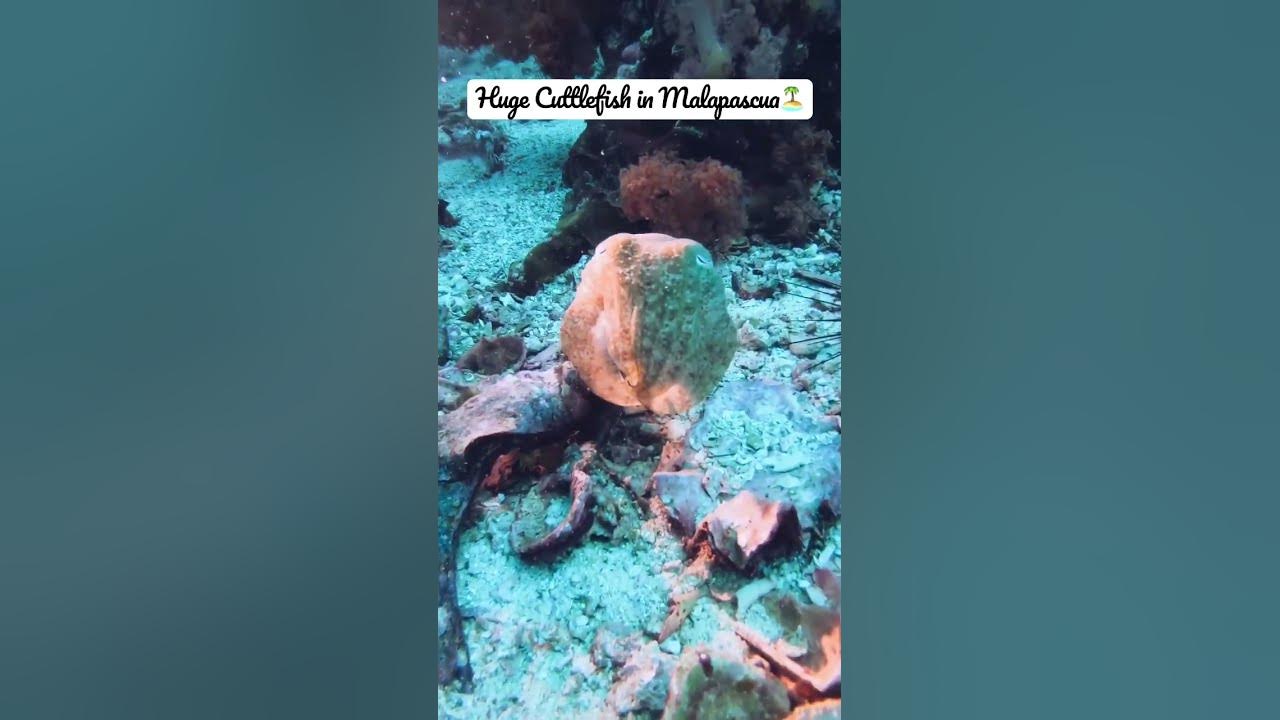 Video thumbnail for Huge cuttlefish in Malapascua | CEBU | Philippines