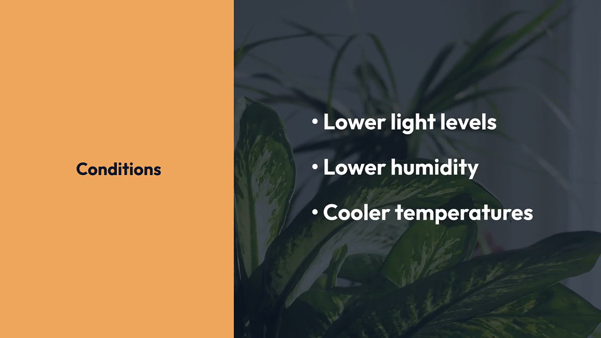 Video thumbnail for Best Indoor Plants for Winter