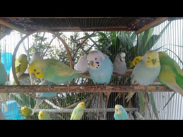 Video thumbnail for 2分で学ぶインコケア・ステップバイステップ📋