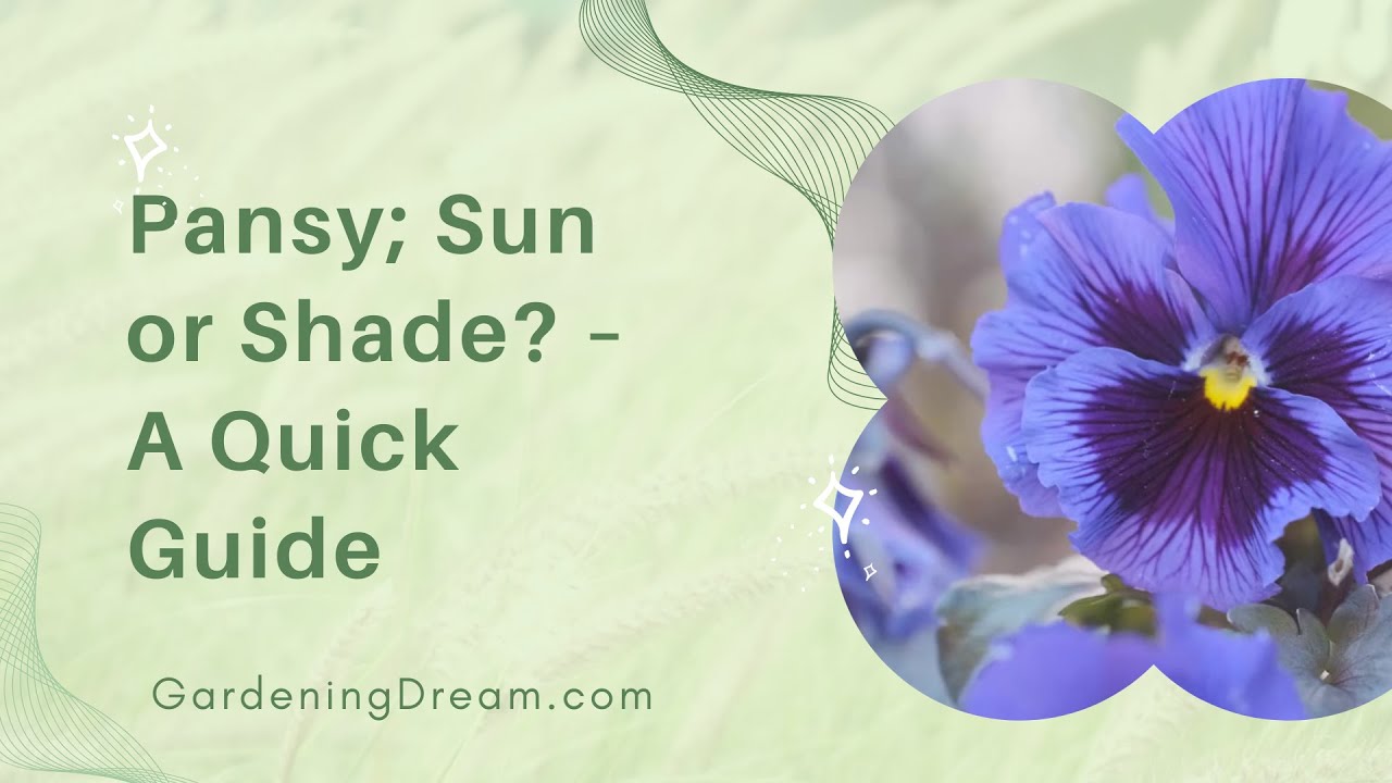 Video thumbnail for Pansy; Sun or Shade? – A Quick Guide
