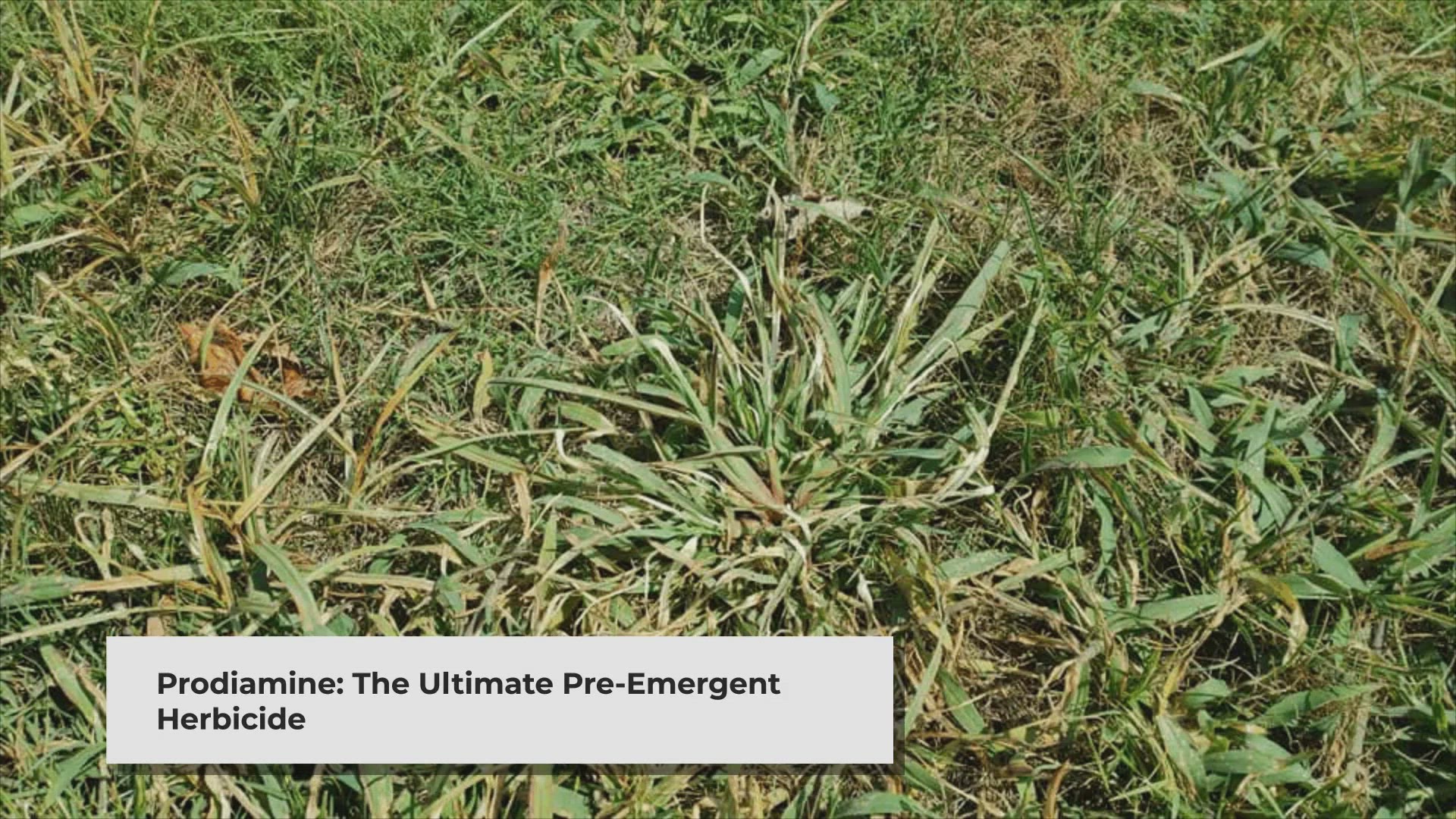 Video thumbnail for The Best Crabgrass Preventers For Lawns (2024 Crabgrass Pre-Emergent Herbicides) Lawn Phix