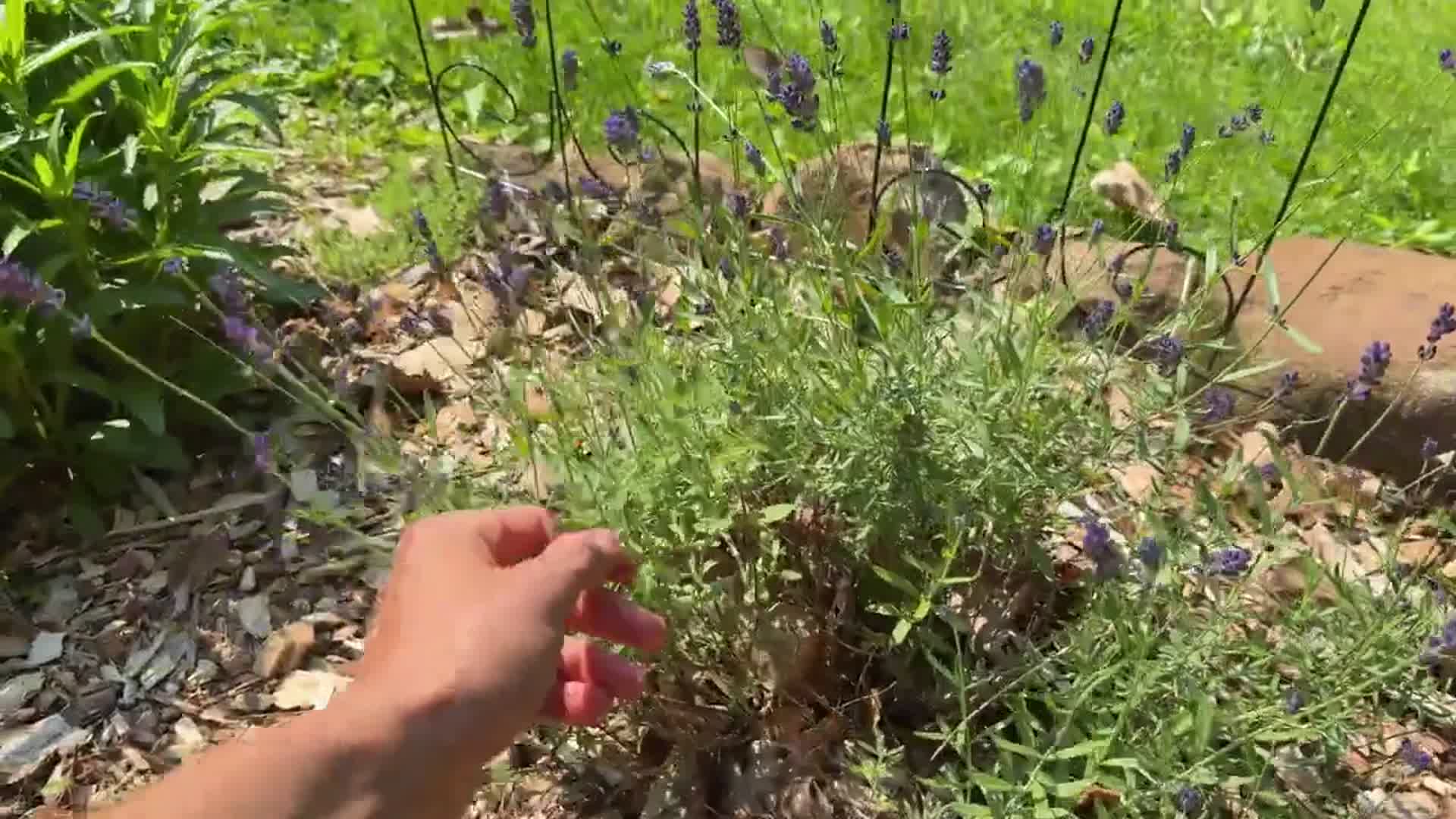 'Video thumbnail for LAVENDER - How to Grow Bushy Plants with Lots of Flowers - Growing Instructions'