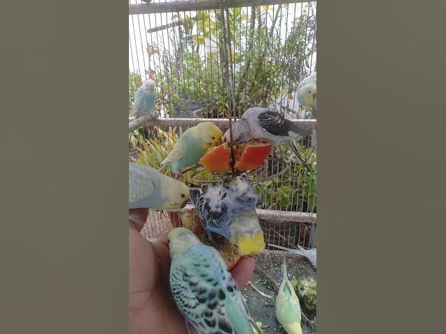 Video thumbnail for 🛍️日本で話題の可愛いインコ用品🐦✨ #おすすめ 🛍️