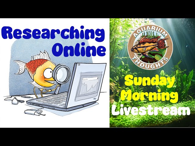 Video thumbnail for Mastering Online Fish Research: Live Tips & Tricks - Morning Aquarium Thoughts