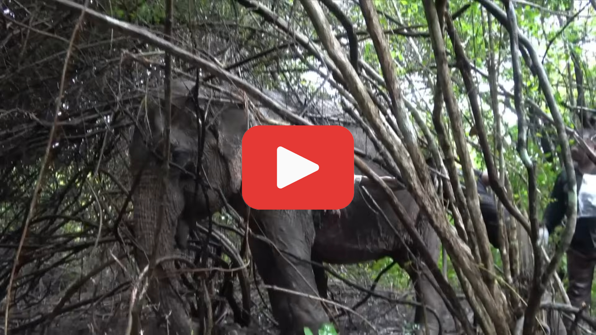 Video thumbnail for A Giant in Pain—The Elephant Whose Wound Found Healing Hands