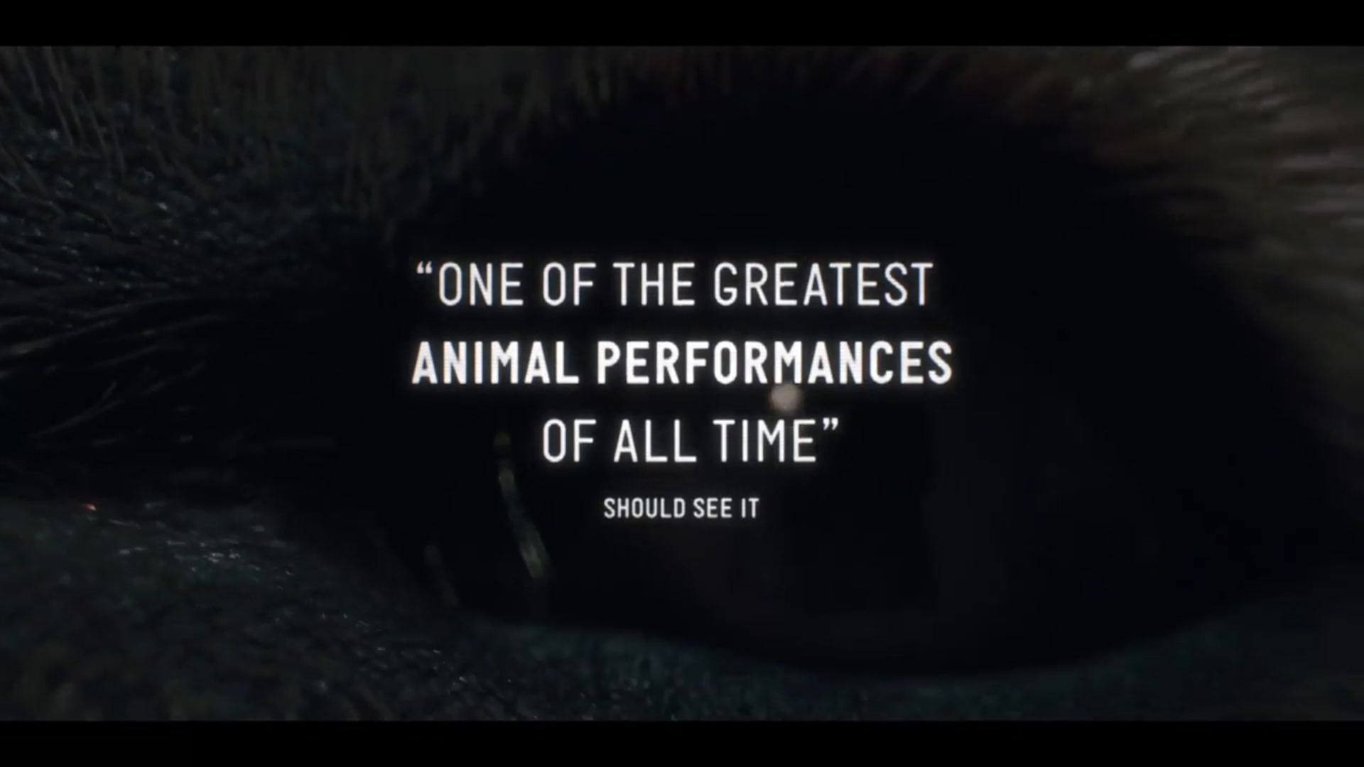 'Video thumbnail for Good Boy - Official Final Trailer'
