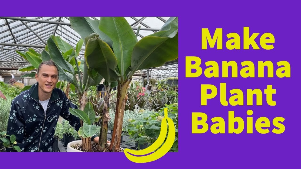 Video thumbnail for Dividing BANANA PLANTS: How to Propagate Pups to Make New Plants (Musa spp.)