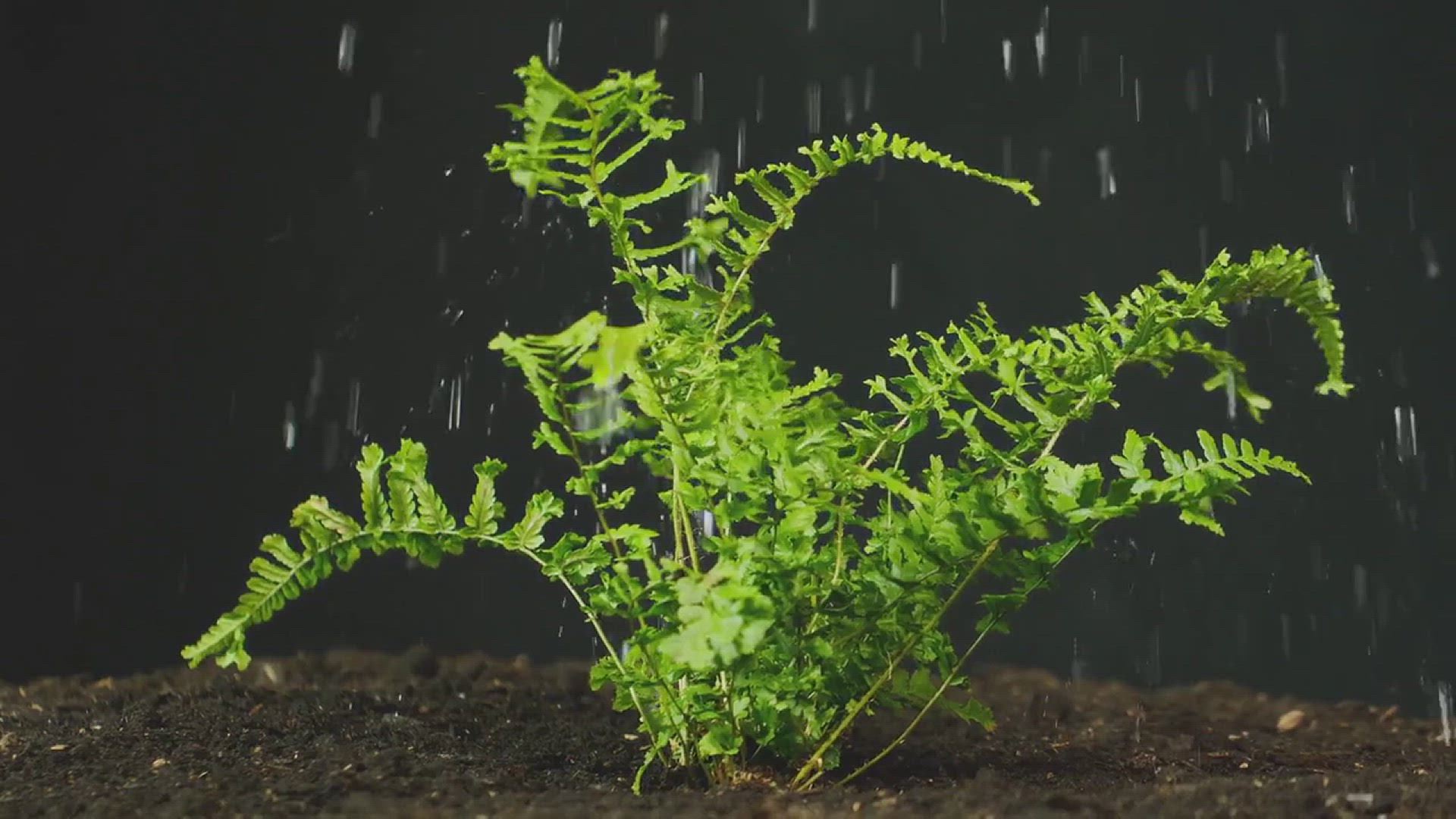'Video thumbnail for How to Grow Boston Fern in the Garden'