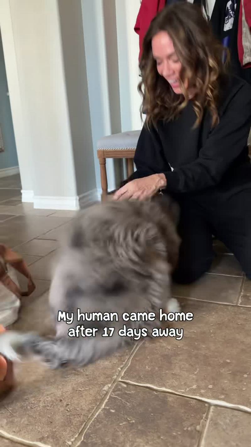 Video thumbnail for Overjoyed Dog Reunites with Human after Seventeen Days Apart