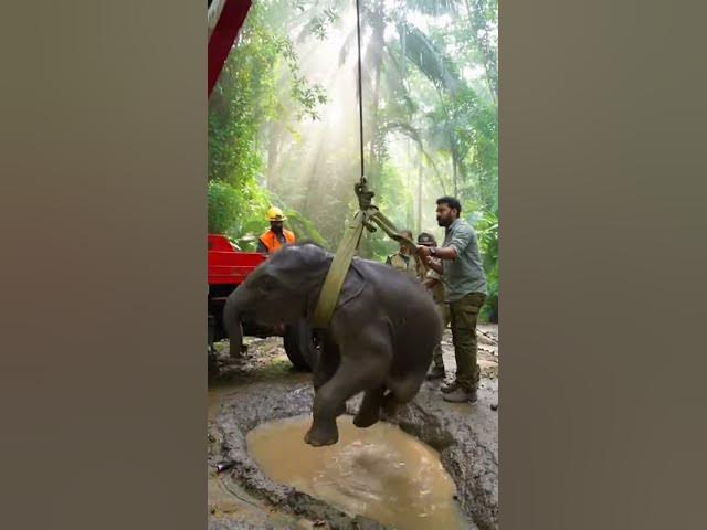 Video thumbnail for рд░реЛрддреЗ рд╣реБрдП рд╣рд╛рдереА рдХреА рдкреБрдХрд╛рд░ ЁЯШн | рд╕рдЪреНрдЪреА рд░реЗрд╕реНрдХреНрдпреВ рдХрд╣рд╛рдиреА#AnimalRescue#ElephantRescue#рд╣рд╛рдереА_рд░реЗрд╕реНрдХреНрдпреВ#Save