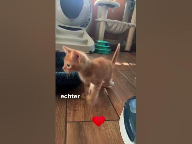 Video thumbnail for #shorts #deutschland #meme #dog #cat