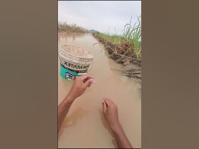 Video thumbnail for Cast net Catch Fish A lot 3  #fish #viralfish #catchingfish #fishgrill #friedfish #redfish