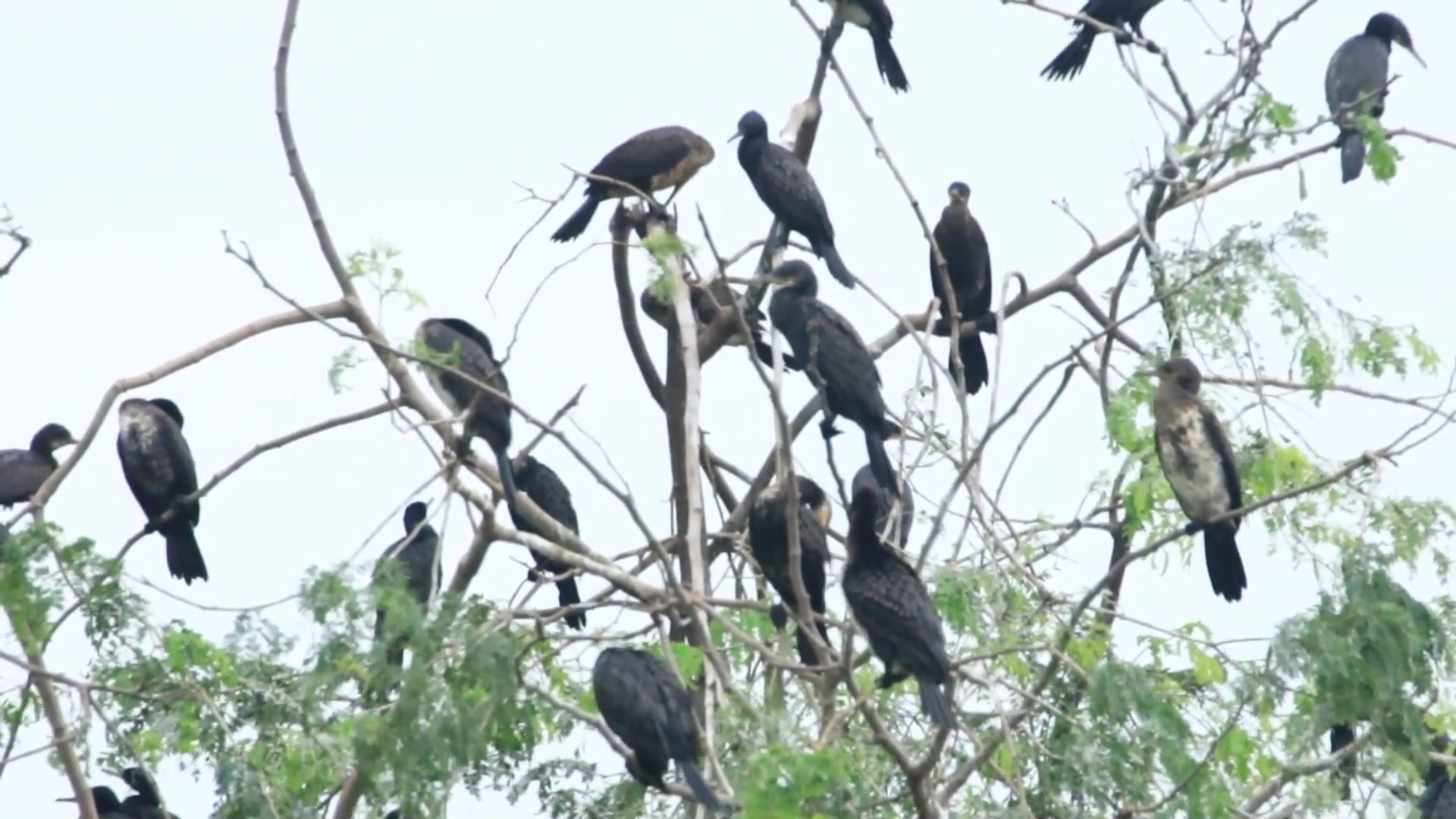 'Video thumbnail for Aea Wild black bird a lot, wild black bird on nest'