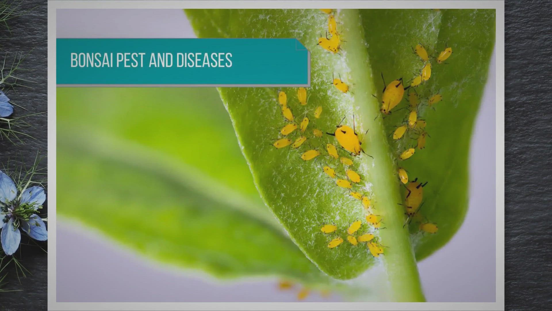 Video thumbnail for How to Identify & Treat Bonsai Pests and Diseases