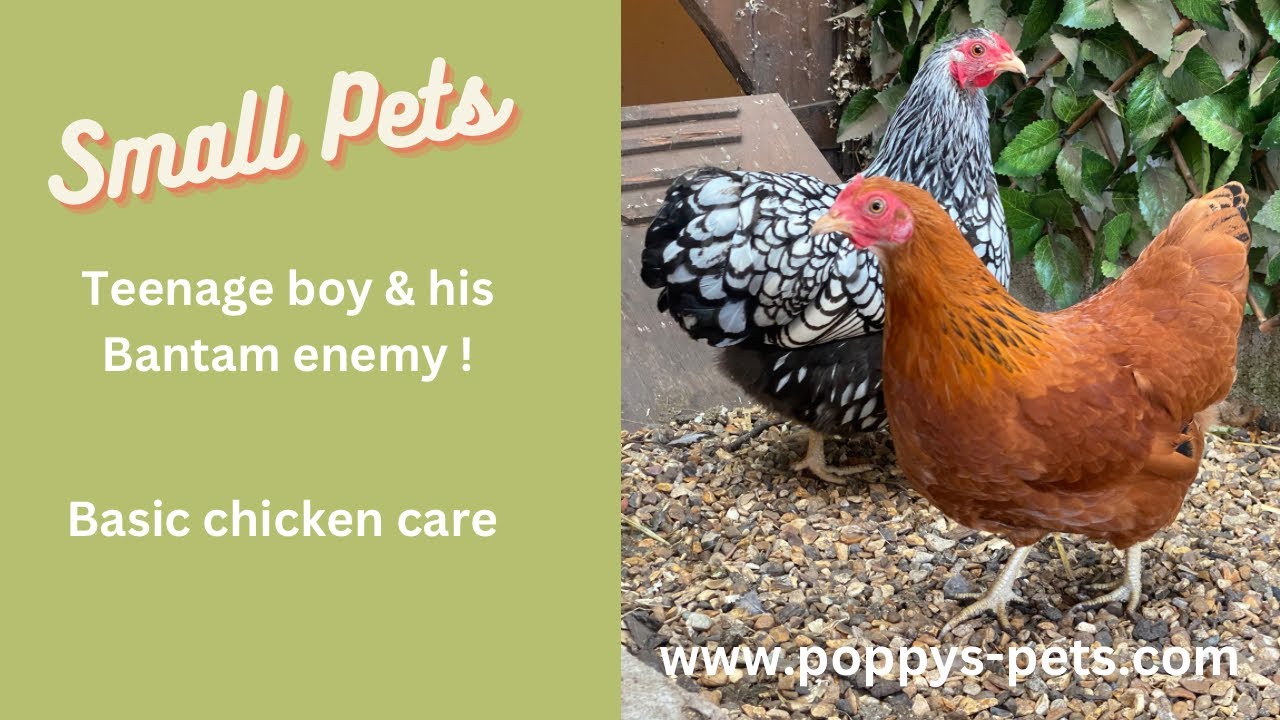 'Video thumbnail for Goodfeel Video: Session in the Coup with Teenager Nick vs the Feisty Bantam Chicken and Feeding Time'