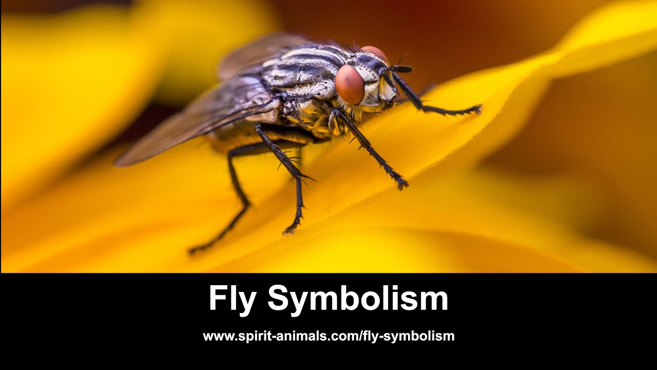 Video thumbnail for Fly Symbolism