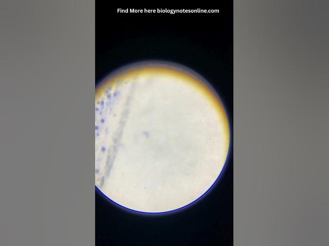 Video thumbnail for Allium (onion) root tip L.S. #microbiology #infectiousdiseases #cellbiology #scienceeducation