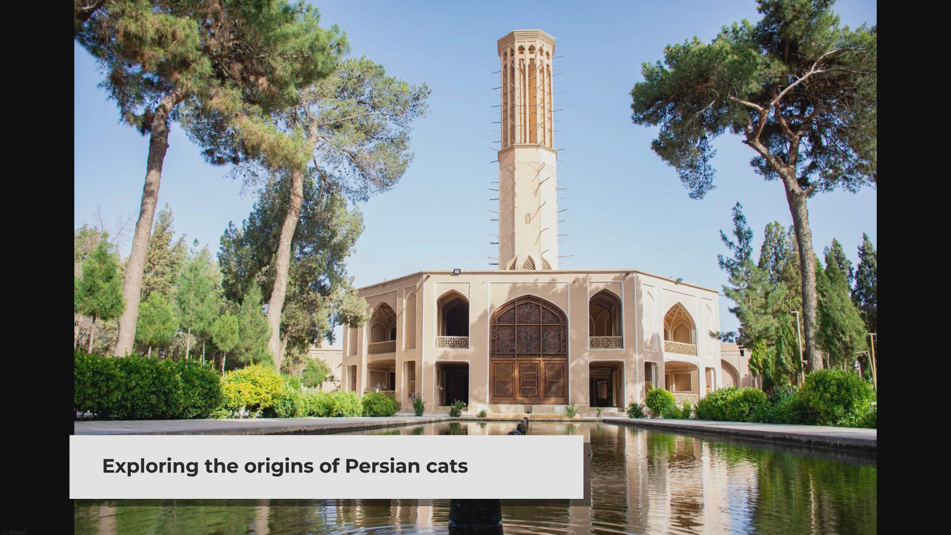 Video thumbnail for The Origin of Persian Cats: Tracing Their Roots to Iran
